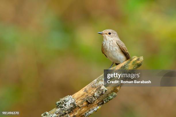 spotted flycatcher (muscicapa striata) - spotted flycatcher stock pictures, royalty-free photos & images