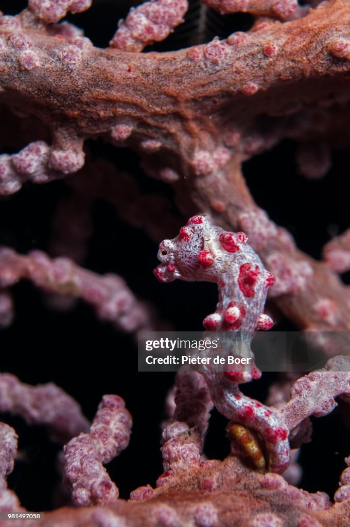 Pygmy seahorse