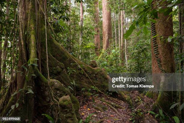 gunung leuser national park - gunung leuser national park foto e immagini stock