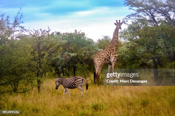 zebre et girafe - girafe stock pictures, royalty-free photos & images