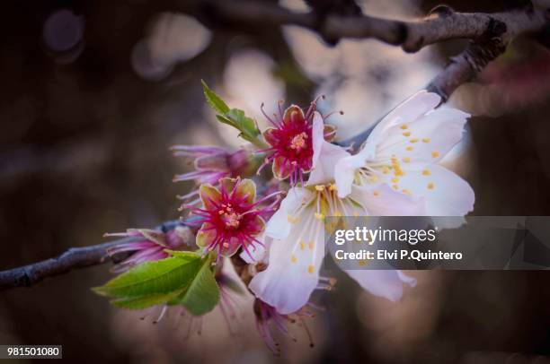 almendro (almond blossom) - almendro stock pictures, royalty-free photos & images