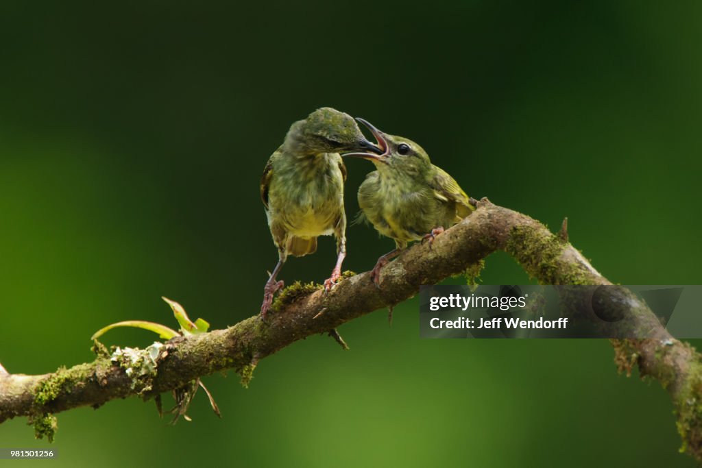 Down the Hatch - Red-legged Honeycreeper