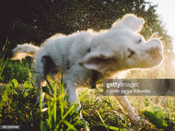 golden retriever shivering off water - shivering summer stock pictures, royalty-free photos & images