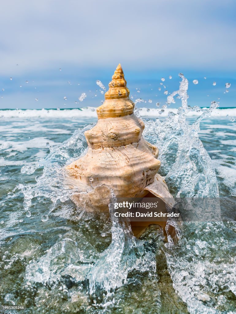 Close-up of conch shell in ocean water
