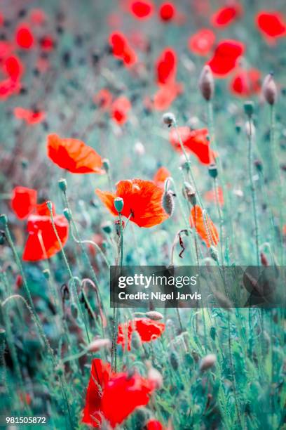 poppies - jarvis summers stock pictures, royalty-free photos & images