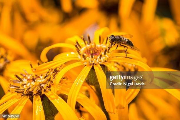 feeding insect - jarvis summers stock pictures, royalty-free photos & images