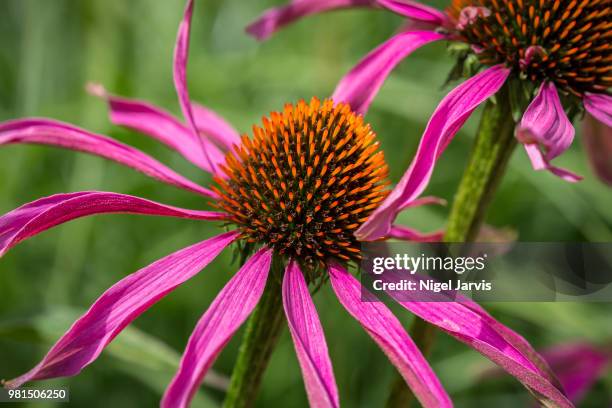 orange & purple - jarvis summers stock pictures, royalty-free photos & images
