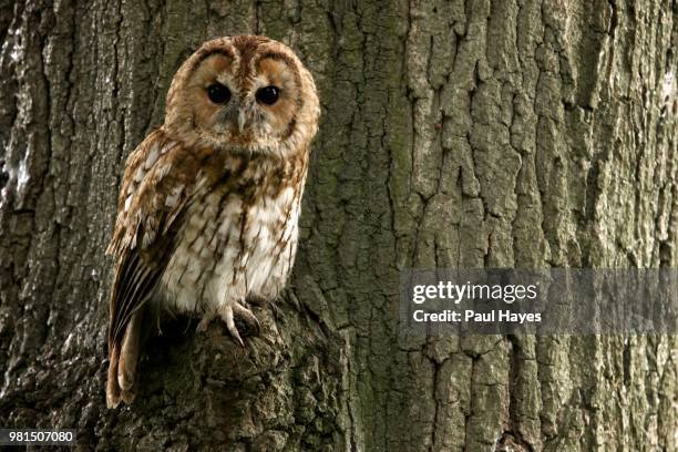 tawny owl - tawny bildbanksfoton och bilder