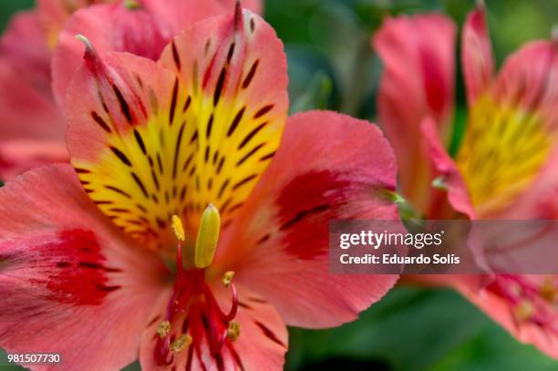 nature - alstroemeria stock pictures, royalty-free photos & images