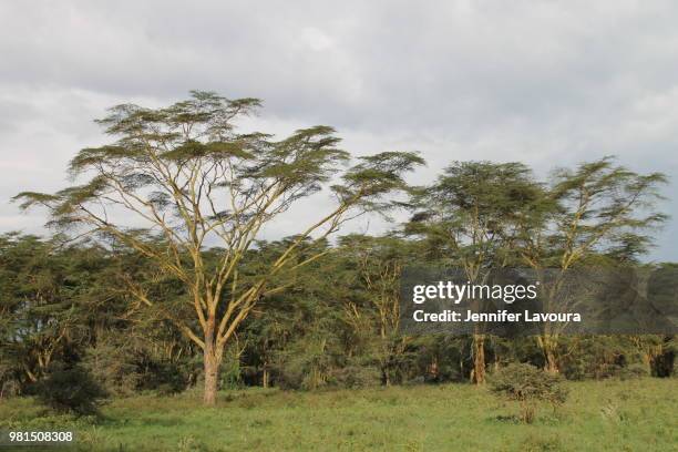 lake nakuru national park - lake nakuru nationalpark stock-fotos und bilder