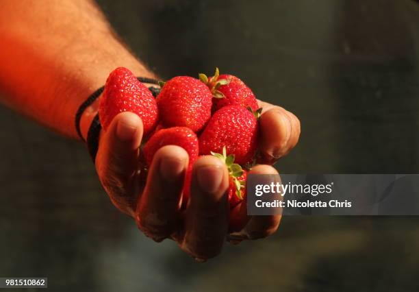 freshly cut from the garden. - nicoletta stock-fotos und bilder