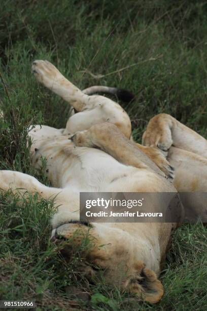 lake nakuru national park - sleeping lion - lake nakuru nationalpark stock-fotos und bilder