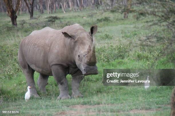 lake nakuru national park - white rhinos - observation de la faune photos et images de collection