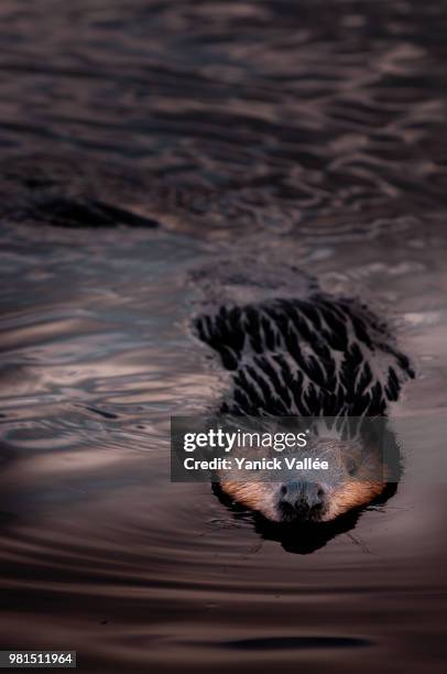 beaver swimming - vallée stock pictures, royalty-free photos & images