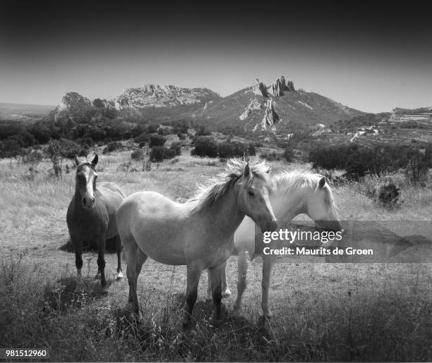 horses - groen stock pictures, royalty-free photos & images