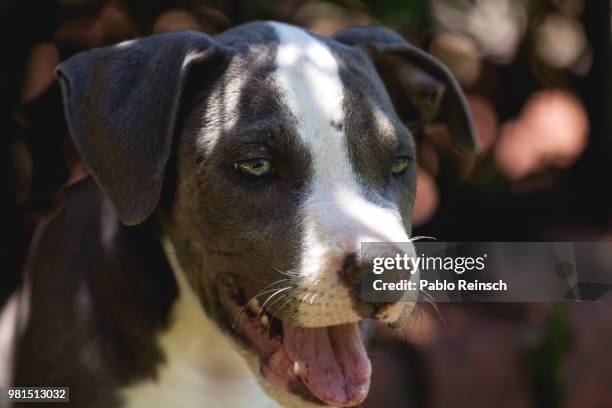 y un dia llego dominga... - dia 1 stockfoto's en -beelden