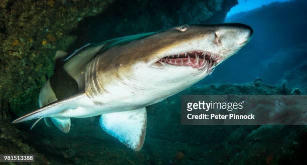 colgate - sand tiger shark stock pictures, royalty-free photos & images
