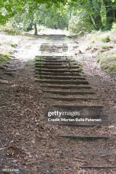 forest steps - balle stock pictures, royalty-free photos & images