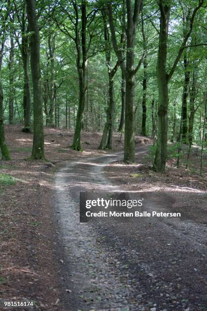 forest road - balle stock pictures, royalty-free photos & images