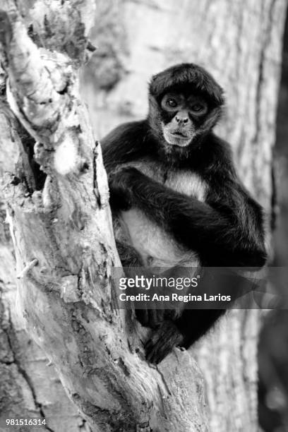 curious monkey - ape regina photos et images de collection