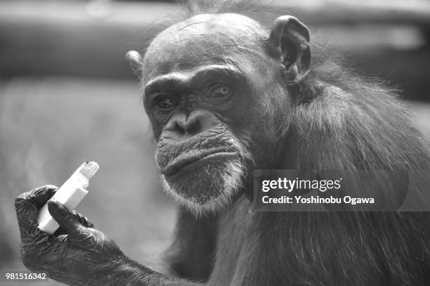 chimpanzee - ogawa stock pictures, royalty-free photos & images