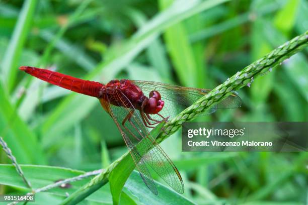 close-up of red dragon fly (libellula) on green plant - libellulidae stock pictures, royalty-free photos & images