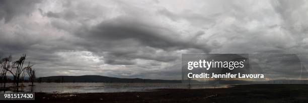 lake nakuru national park - dead acacias on overcast sky - lake nakuru nationalpark stock-fotos und bilder