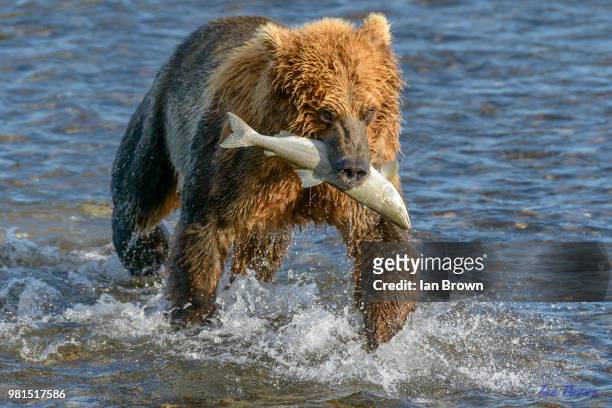 brown bear (ursus arctos) walking in water holding salmon in mouth, hallo bay, katmai national park and preserve, alaska, usa - brown bear stockfoto's en -beelden