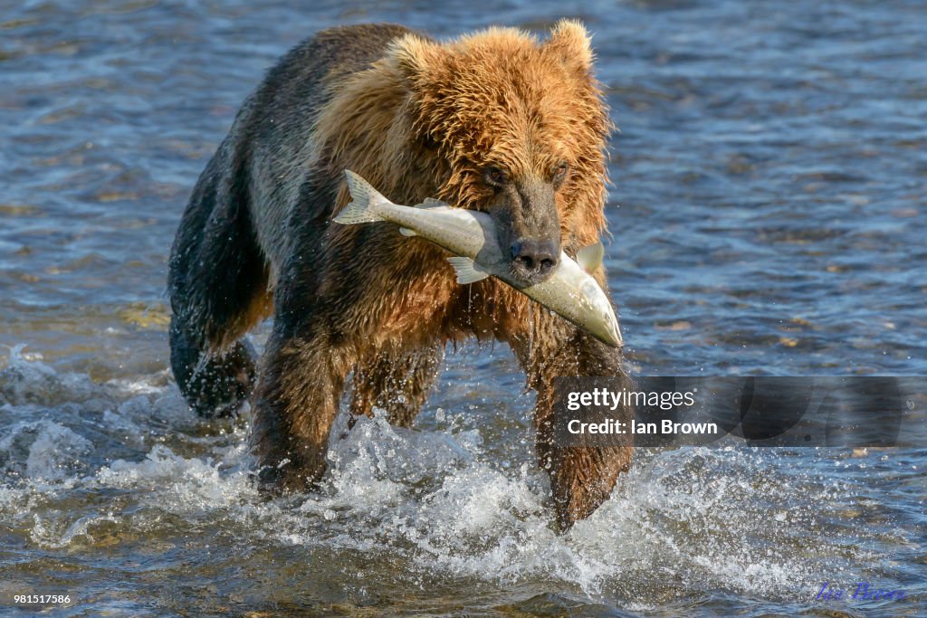 Brown bear (Ursus arctos) walking in water holding salmon in mouth, Hallo Bay, Katmai National Park and Preserve, Alaska, USA