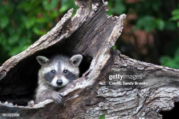 this looks like a good hiding place - holen stockfoto's en -beelden