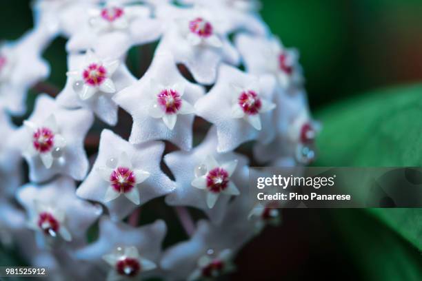 close-up of wax plant (hoya carnosa) in bloom - hoya stock pictures, royalty-free photos & images