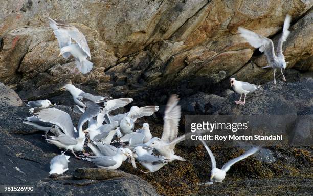 lofoten seagulls in feeding 'frenzy' - feeding frenzy stock pictures, royalty-free photos & images
