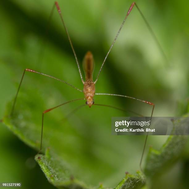 Webbed Legged Insect Mosquito Legs Photos and Premium High Res Pictures - Getty Images
