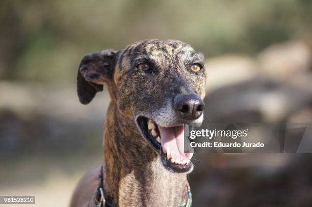 galgo - galgo stock pictures, royalty-free photos & images