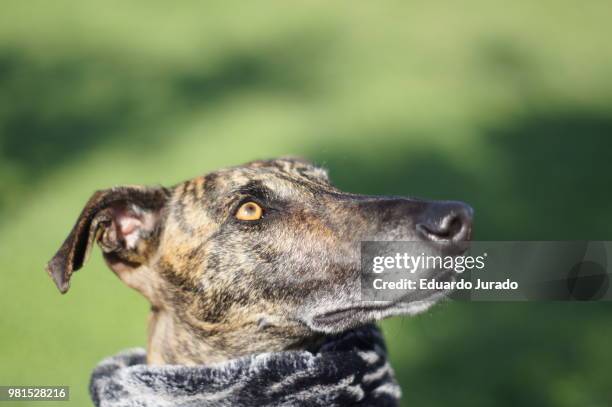 galgo - galgo stockfoto's en -beelden