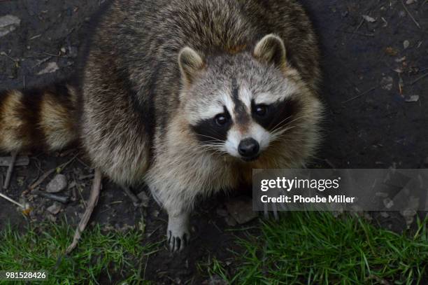 masked bandit - bandit raccoon stockfoto's en -beelden