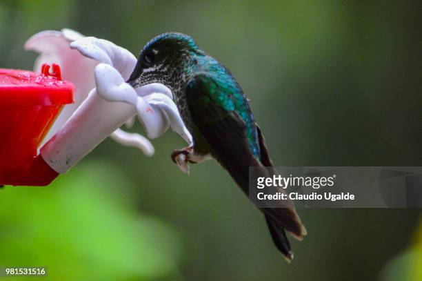 hungry hummingbird - broad billed hummingbird stock pictures, royalty-free photos & images
