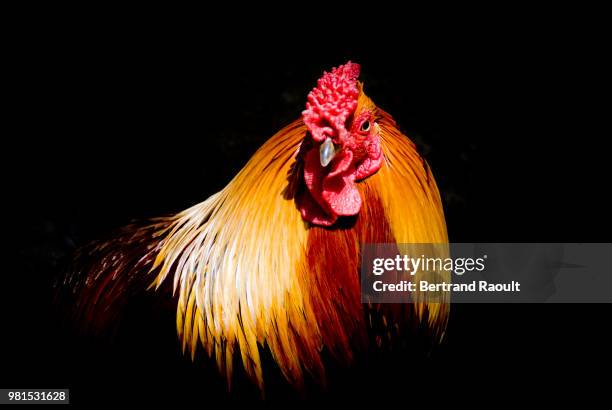 coq - coq fotografías e imágenes de stock