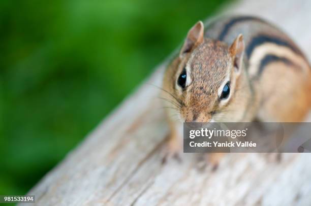 friendly chipmunk - vallée stock pictures, royalty-free photos & images