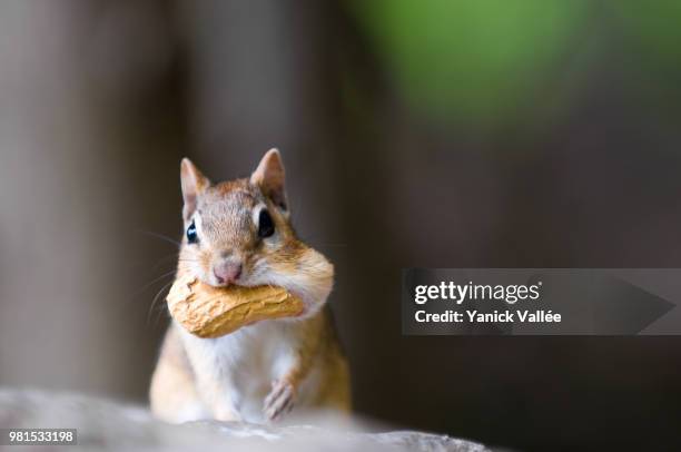 chipmunk, stuffing it's face... - vallée stock pictures, royalty-free photos & images