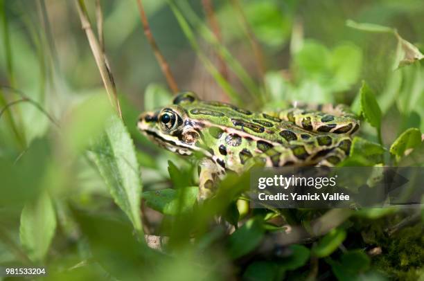 leopard frog in grass - leopard frog bildbanksfoton och bilder