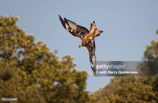 diving red kite - bearded vulture stock pictures, royalty-free photos & images