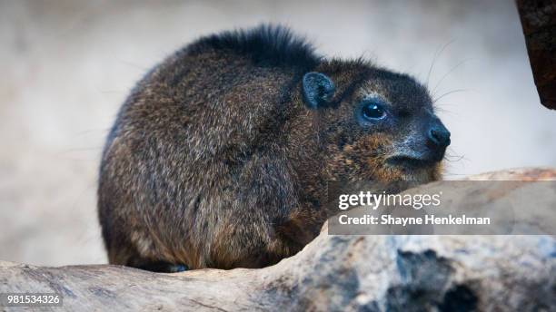 rock hyrax - rock hyraxes stock pictures, royalty-free photos & images