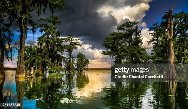 bayou louisiane - louisiane stock pictures, royalty-free photos & images