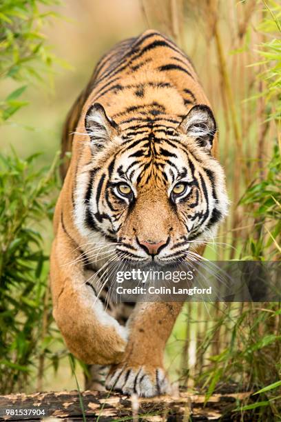 5,254 Giant Tiger Photos and Premium High Res Pictures - Getty Images 5,254 Giant Tiger Photos and Premium High Res Pictures - Getty Images