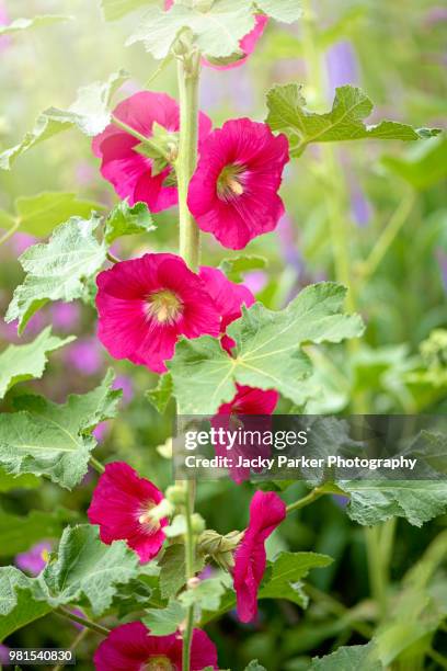 close-up image of the beautiful summer flowering hollyhock vibrant red flowers in hazy sunshine - stockrose stock-fotos und bilder