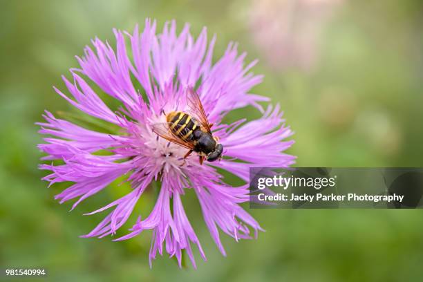 a hoverfly collecting pollen from a summer flowering purple centaurea commonly known as knapweed - hoverfly stock pictures, royalty-free photos & images