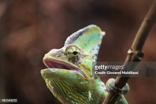 chameleon - st helena stock pictures, royalty-free photos & images