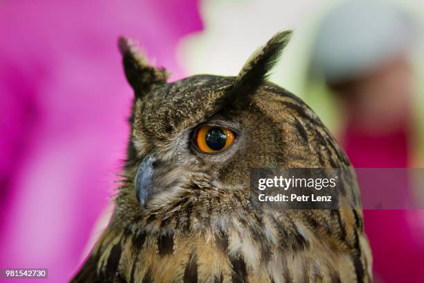 bubo bubo - czech hunters imagens e fotografias de stock