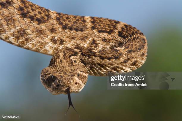 diamondback - western diamondback rattlesnake habitat stock pictures, royalty-free photos & images